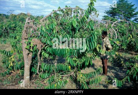 Ylang-ylang (Cananga odorata), Madagascar Foto Stock