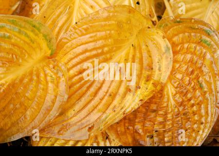 Hosta (Hosta), parte in autunno Foto Stock