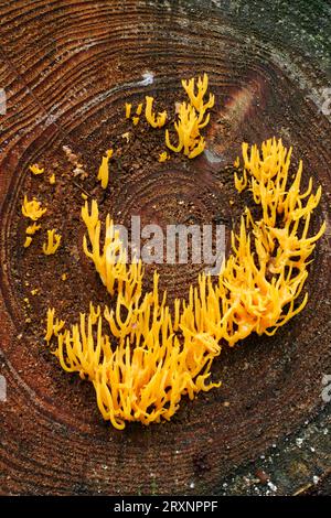 Yellow Stag's-Horn Fungus, Sticky Stag's-Horn (Calocera viscosa), Schleswig-Holstein, Sticky Stag's-Horn Fungus, Schleswig-Holstein, Germania Foto Stock