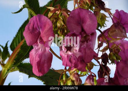 Balsamo himalayano, balsamo indiano (Impatiens glandulifera), balsamo ghiandolare, balsaminaceae Foto Stock