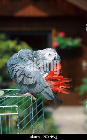 Pappagallo grigio in gabbia in giardino, che preda le sue piume di coda (Psittacus erithacus erithacus), lato Foto Stock