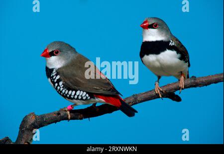 Losanghe diamantate (Stagonopleura guttata), losanghe diamantate Foto Stock