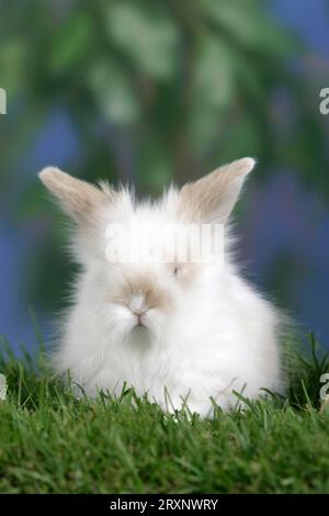 Young Teddy Lop-Eared Rabbit, 5 settimane, Teddy ram Rabbit, giovane animale, 5 settimane, coniglio Foto Stock