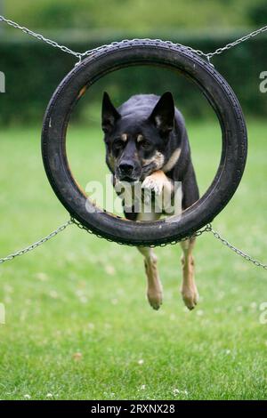 Pastore tedesco che salta attraverso la gomma, agilità, cane pastore tedesco che salta attraverso la gomma, cane pastore tedesco, all'aperto, all'aperto Foto Stock