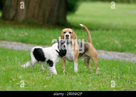 Cavalier King Charles Spaniel e Beagle, all'aperto, Cavalier King Charles Spaniel e Beagle Foto Stock