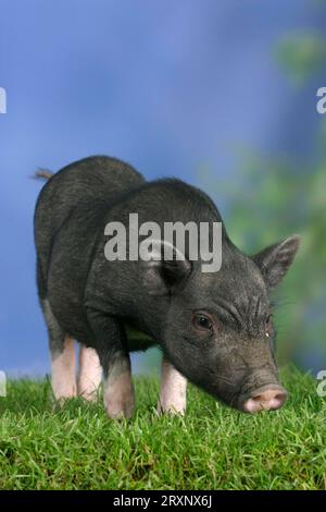Mini maiale, 3 mesi, maiale domestico, maiale, maiali, maiale nano, mini pugile Foto Stock