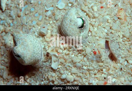 Peacock Flounder, Sipadan, Plate fish (Bothus lunatus), Malaysia Foto Stock