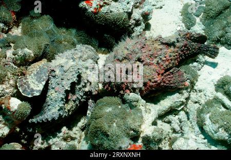 Pesci Stonefish, isola di Maayafushi, Ari Atol, Maldive, pesce Stonefish genuino (Synanceia verrucosa), isola di Maayafushi, atollo di Ari, Maldive Foto Stock