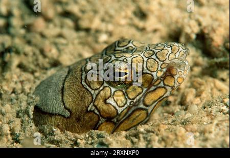 Napoleone Snake Eel (Ophichthus bonaparti), Clown Snake Eel, Bonaparte's Snake Eel, Napoleon Snake Eel Foto Stock