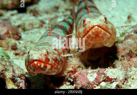 Pesci lucertola comuni, pesci lucertola variegati (Synodus variegatus), pesci lucertola comuni, Maldive Foto Stock