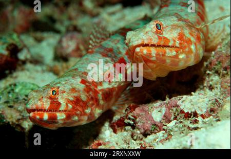 Pesci lucertola comuni, pesci lucertola variegati (Synodus variegatus), pesci lucertola comuni, Maldive, Asia Foto Stock