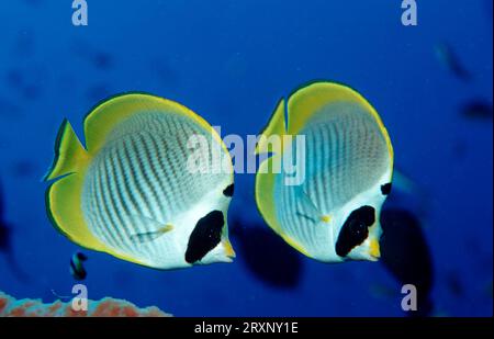 Panda Butterflyfish, parco nazionale di Komodo, Indonesia, Philippine Butterflyfish (Chaetodon adiergastos) Parco nazionale di Komodo, Filippine Foto Stock