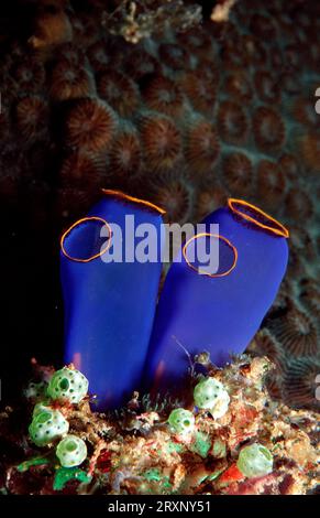 Scudiero marino dagli anelli gialli blu, Mar di Bohol, Filippine (Rhopalaea crassa) Foto Stock