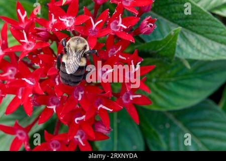 bumblebee mezzo nero (Bombus vagans) su fiore di pentas rosso (Pentas lanceolata) Foto Stock