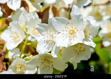 Arancia finta (filadelphus coronarius), primo piano dei grandi fiori bianchi del famoso arbusto. Foto Stock
