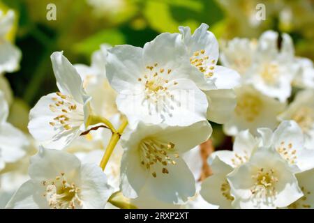 Arancia finta (filadelphus coronarius), primo piano dei grandi fiori bianchi del famoso arbusto. Foto Stock