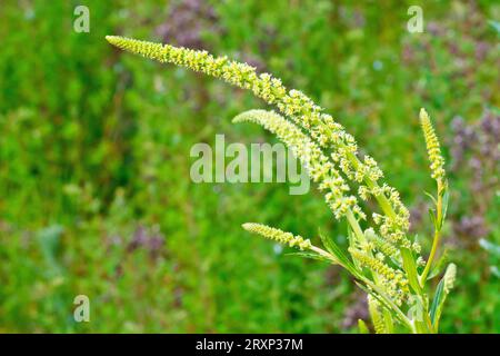 Saldatura o Dyer's Rocket (reseda luteola), primo piano del picchetto fiorito della pianta una volta ampiamente coltivata, coltivata per il colorante giallo che produceva. Foto Stock