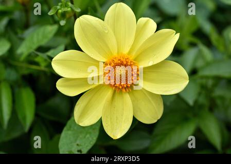 la dahlia di Mignon è gialla su un cespuglio verde. Un grande fiore giallo in un giardino estivo. Foto Stock