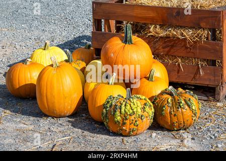 Zucche colorate e buongustai in mostra in autunno Foto Stock