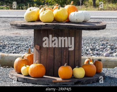 Zucche colorate in mostra su un rotolo di legno Foto Stock