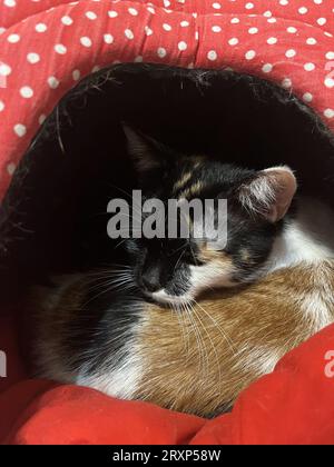 un gatto tricolore dorme nella sua casa rossa. Foto Stock