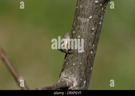 Centrotus cornutus famiglia Membracidae genere Centrotus tramoggia arborea ornata tramoggia di corna fotografia di insetti naturali selvatici, foto, carta da parati Foto Stock