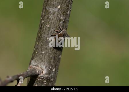 Centrotus cornutus famiglia Membracidae genere Centrotus tramoggia arborea ornata tramoggia di corna fotografia di insetti naturali selvatici, foto, carta da parati Foto Stock