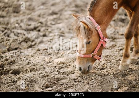 Primo piano di un cavallo che indossa un halter rosso che odora il terreno. Giovane stallone marrone castagno rosso. Foto Stock