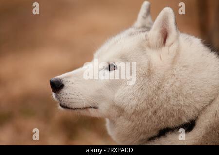 Primo piano sul viso siberiano Husky bianco Foto Stock