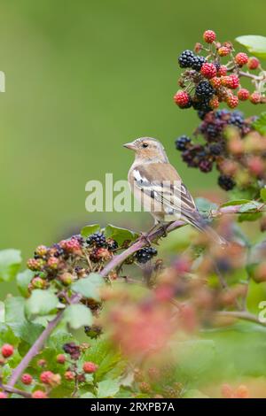 Fringilla coelebs, maschio immaturo arroccato sul Bramble Rubus fruticosus, con more, Suffolk, Inghilterra, settembre Foto Stock