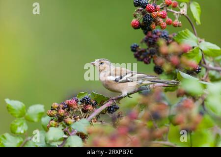 Fringilla coelebs, maschio immaturo arroccato sul Bramble Rubus fruticosus, con more, Suffolk, Inghilterra, settembre Foto Stock