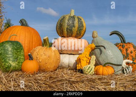 Decorazioni in zucca e zucca pronte per le vacanze autunnali Foto Stock