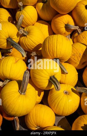 Zucche e squash o abbondanti durante la stagione autunnale nel Nordest, 2023, Massachusetts, Stati Uniti Foto Stock