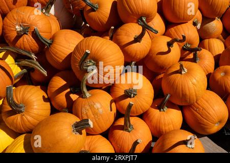 Zucche e squash o abbondanti durante la stagione autunnale nel Nordest, 2023, Massachusetts, Stati Uniti Foto Stock