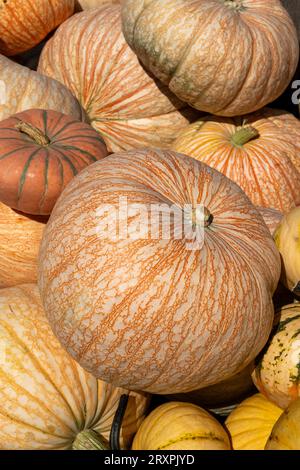 Zucche e squash o abbondanti durante la stagione autunnale nel Nordest, 2023, Massachusetts, Stati Uniti Foto Stock