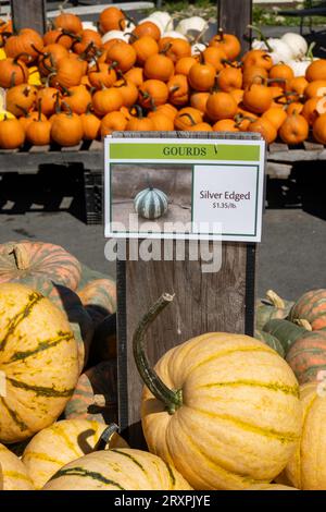 Zucche e squash o abbondanti durante la stagione autunnale nel Nordest, 2023, Massachusetts, Stati Uniti Foto Stock