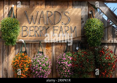 Ward's Berry Farm è una destinazione divertente per famiglie nei mesi autunnali del 2023, Sharon, Massachusetts, Stati Uniti Foto Stock