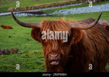 Una mucca delle Highland che guarda direttamente la macchina fotografica. Preso a Inverness in Scozia. Heelan Coo. Foto Stock