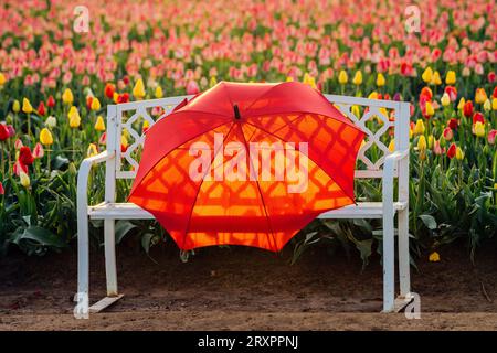 Ombrello rosso sdraiato sulla panchina di fronte al campo di tulipani Foto Stock