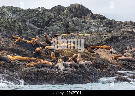 I leoni marini si rilassano su uno sperone roccioso nell'Oceano Pacifico. Vivono al largo della costa dell'isola di Vancouver, nell'estremo ovest del Canada. Foto Stock