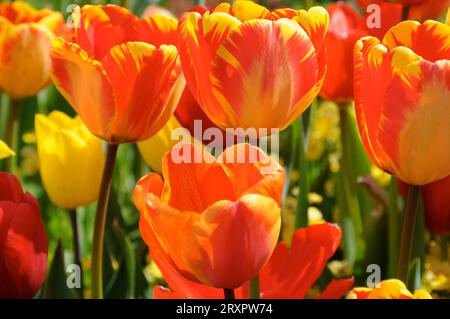 Tulipani che crescono in giardino Foto Stock