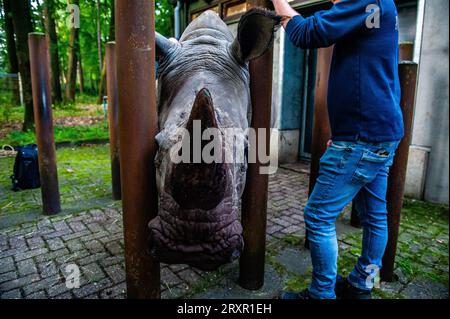 Arnhem, Paesi Bassi, 26/09/2023, il giovane rinoceronte è visto guardando direttamente la fotocamera. Questa mattina, un rinoceronte dalle labbra quadrate di quasi 2,5 anni fa parte dello Zoo Royal Burgers per lo Zoo Kaunas in Lituania. Il maschio è nato ad Arnhem e viaggia negli stati baltici come parte del programma europeo di gestione della popolazione, per tenere la variazione genetica fuori dalla lista delle specie in pericolo. Lo Zoo degli hamburger ha svolto un ruolo importante in questo programma internazionale per anni come uno dei cinque allevatori di rinoceronti dalle labbra quadrate di maggior successo in Europa. I rinoceronti a labbra quadra sono una spe a rischio di estinzione Foto Stock