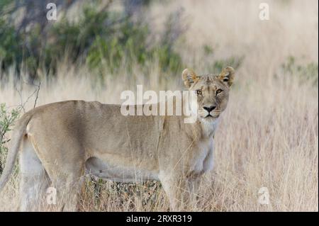 Caccia di leoni selvatici femminili nel Parco Nazionale di Pilanesberg in Sud Africa. Foto Stock