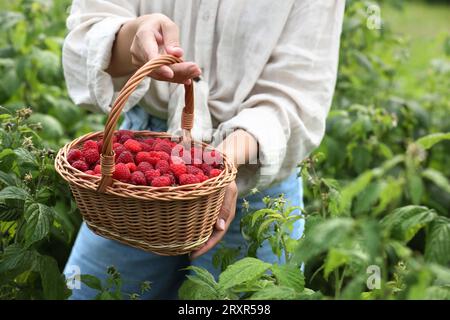 Donna con cestino di vimini e lamponi maturi all'aperto, primo piano Foto Stock