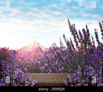 Ponte in legno tra un fiorente campo di lavanda. Spazio per il testo Foto Stock
