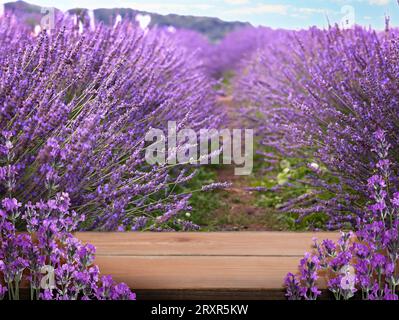 Ponte in legno tra un fiorente campo di lavanda. Spazio per il testo Foto Stock