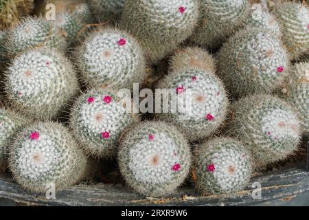 Cactus in pizzo rotondo con piccoli fiori rossi con nome scientifico Mammillaria elegans Foto Stock