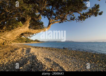Albero di Pohutukawa sul lato Firth of Tames della penisola di Coromandel, nuova Zelanda Foto Stock