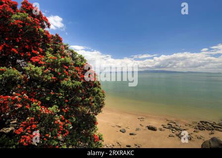Albero di Pohutukawa sul lato Firth of Tames della penisola di Coromandel, nuova Zelanda Foto Stock