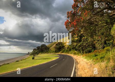 Albero di Pohutukawa sul lato della strada, lato Firth of Thames della penisola di Coromandel, nuova Zelanda Foto Stock